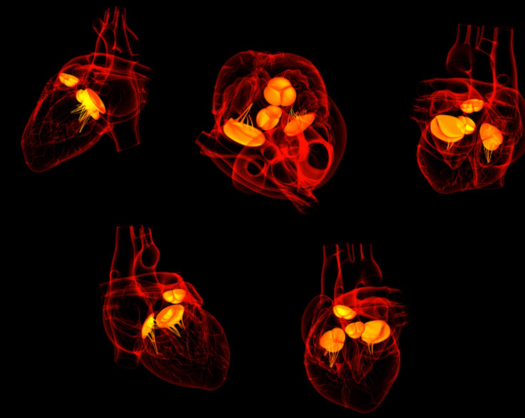 Scans of hearts, outlined in red on a black background